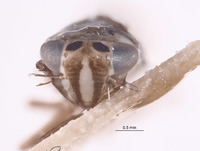 Chlorotettix distigmus image