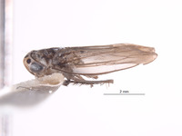 Chlorotettix distigmus image