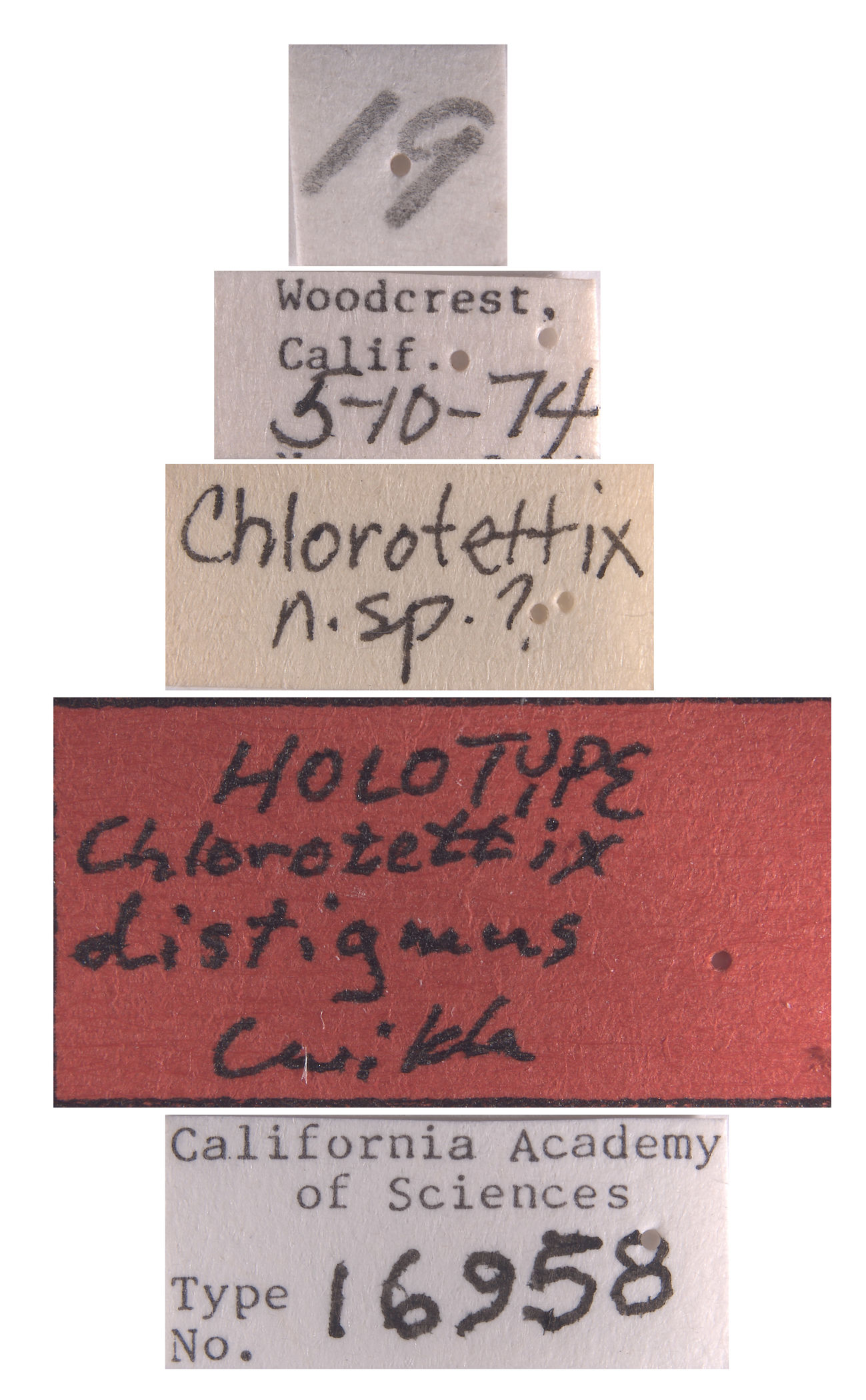 Chlorotettix distigmus image