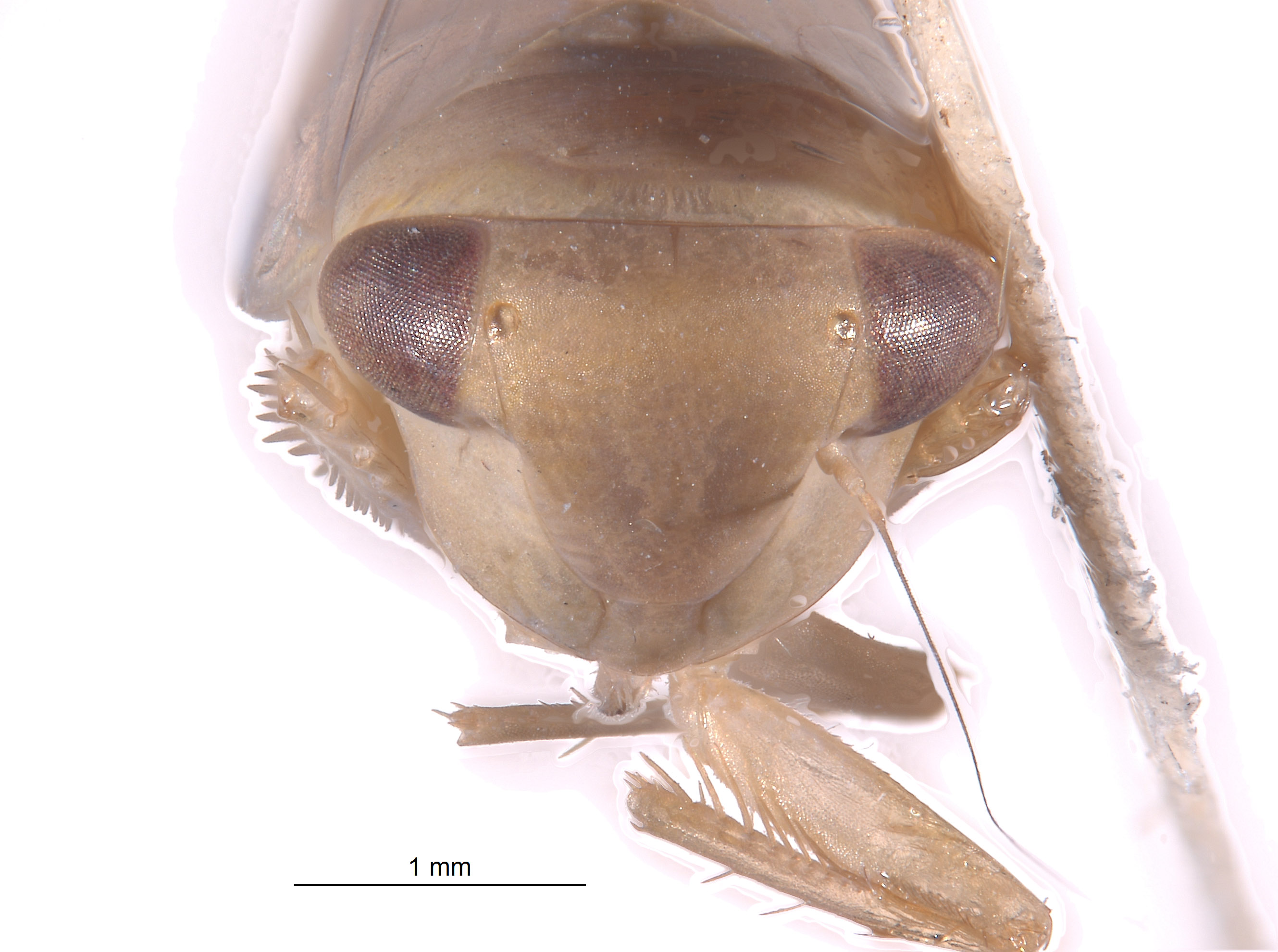 Chlorotettix neoscutellatus image