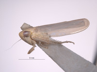 Chlorotettix neoscutellatus image