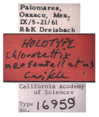 Chlorotettix neoscutellatus image