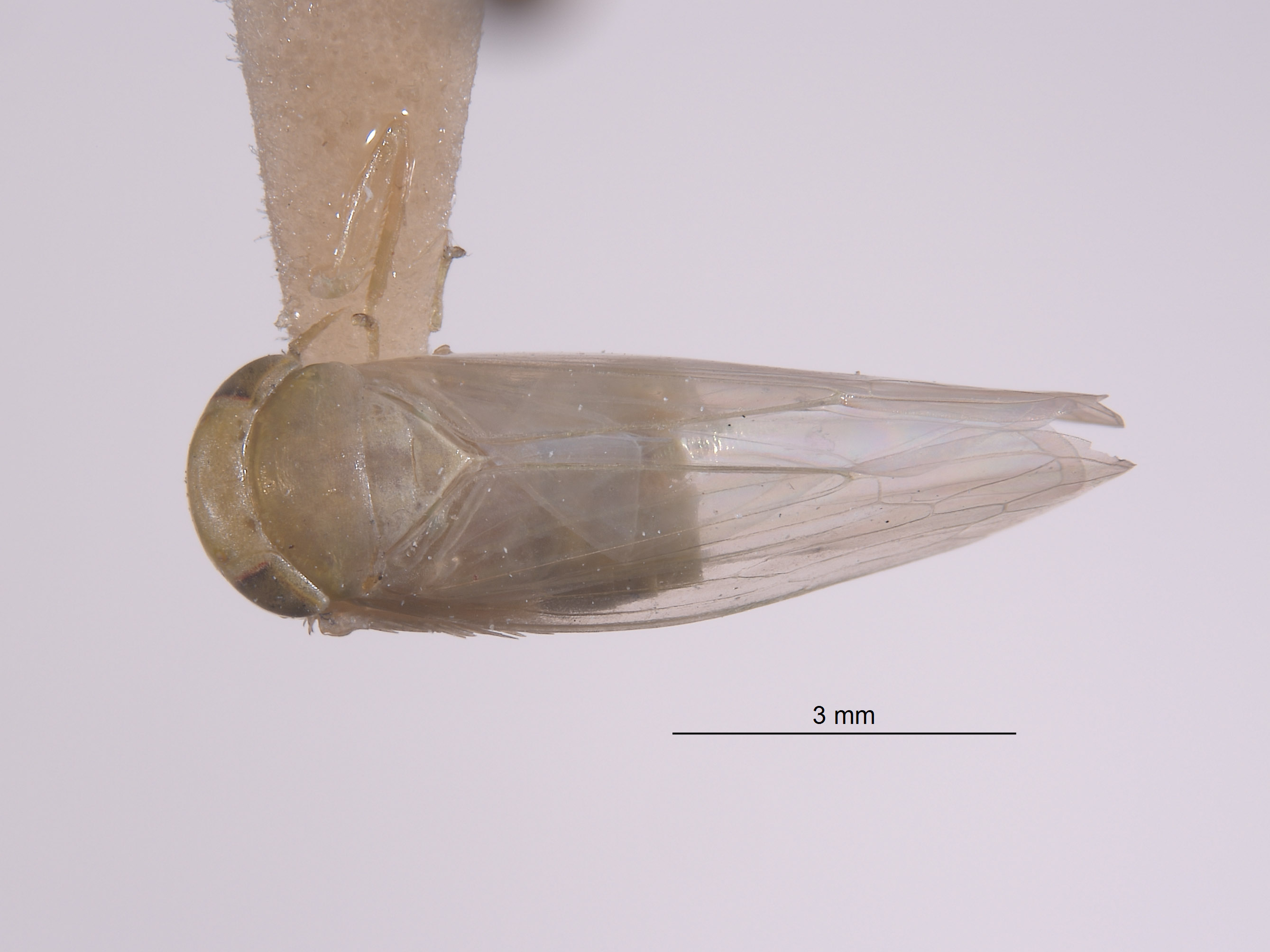 Chlorotettix image