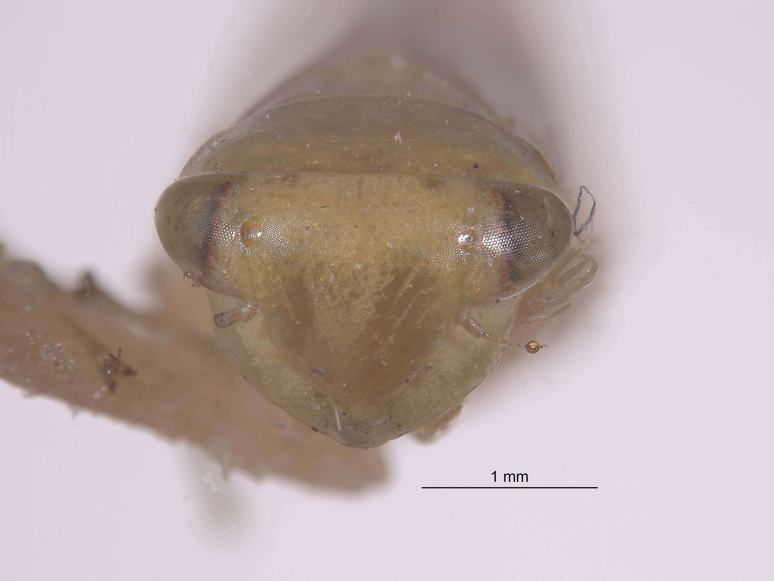 Chlorotettix nielsoni image