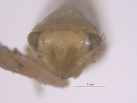 Chlorotettix nielsoni image