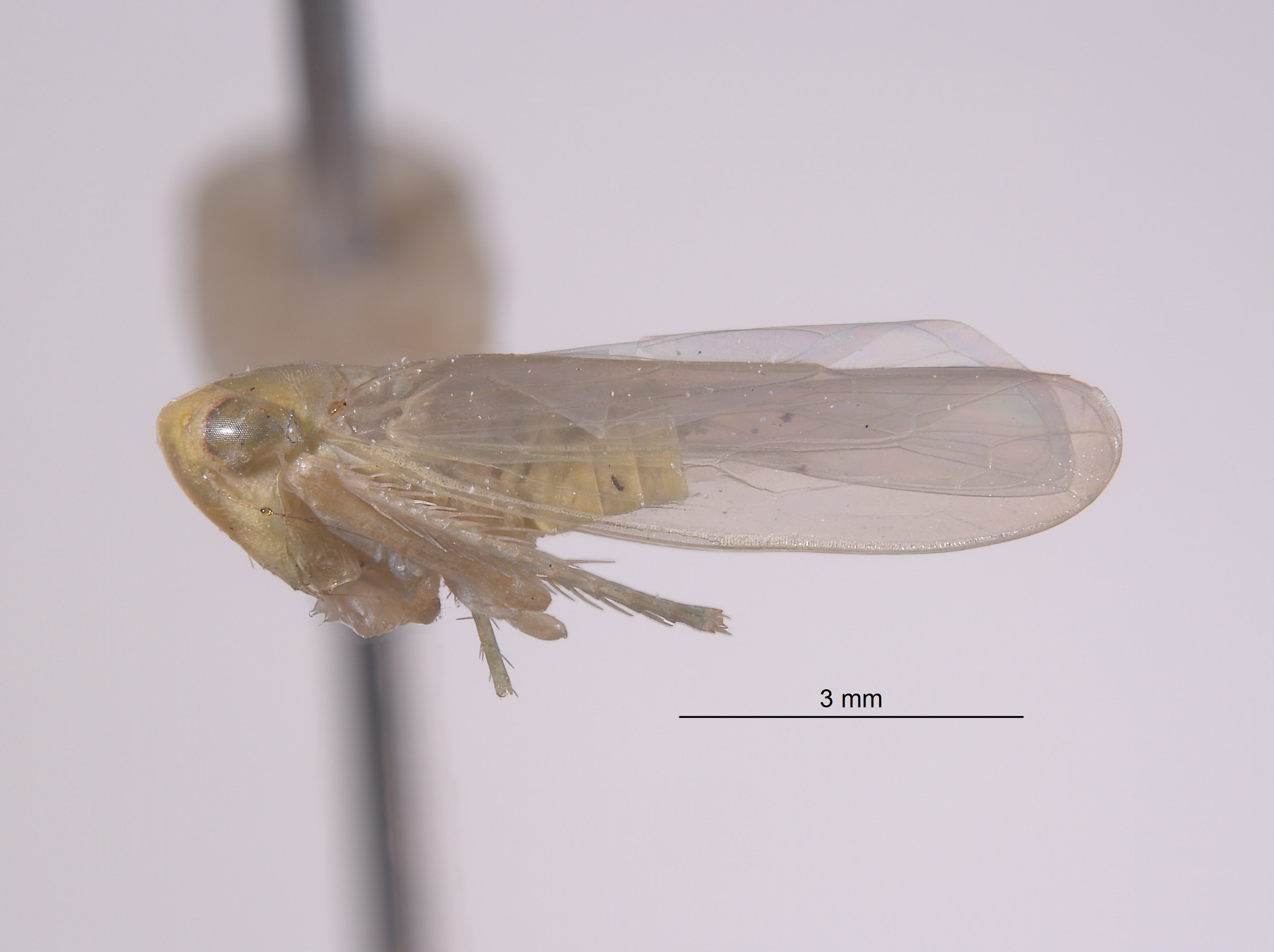 Chlorotettix nielsoni image