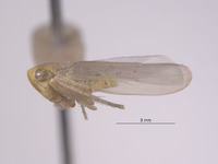 Chlorotettix nielsoni image