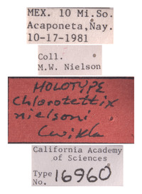 Chlorotettix nielsoni image