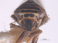 Colladonus convexus image