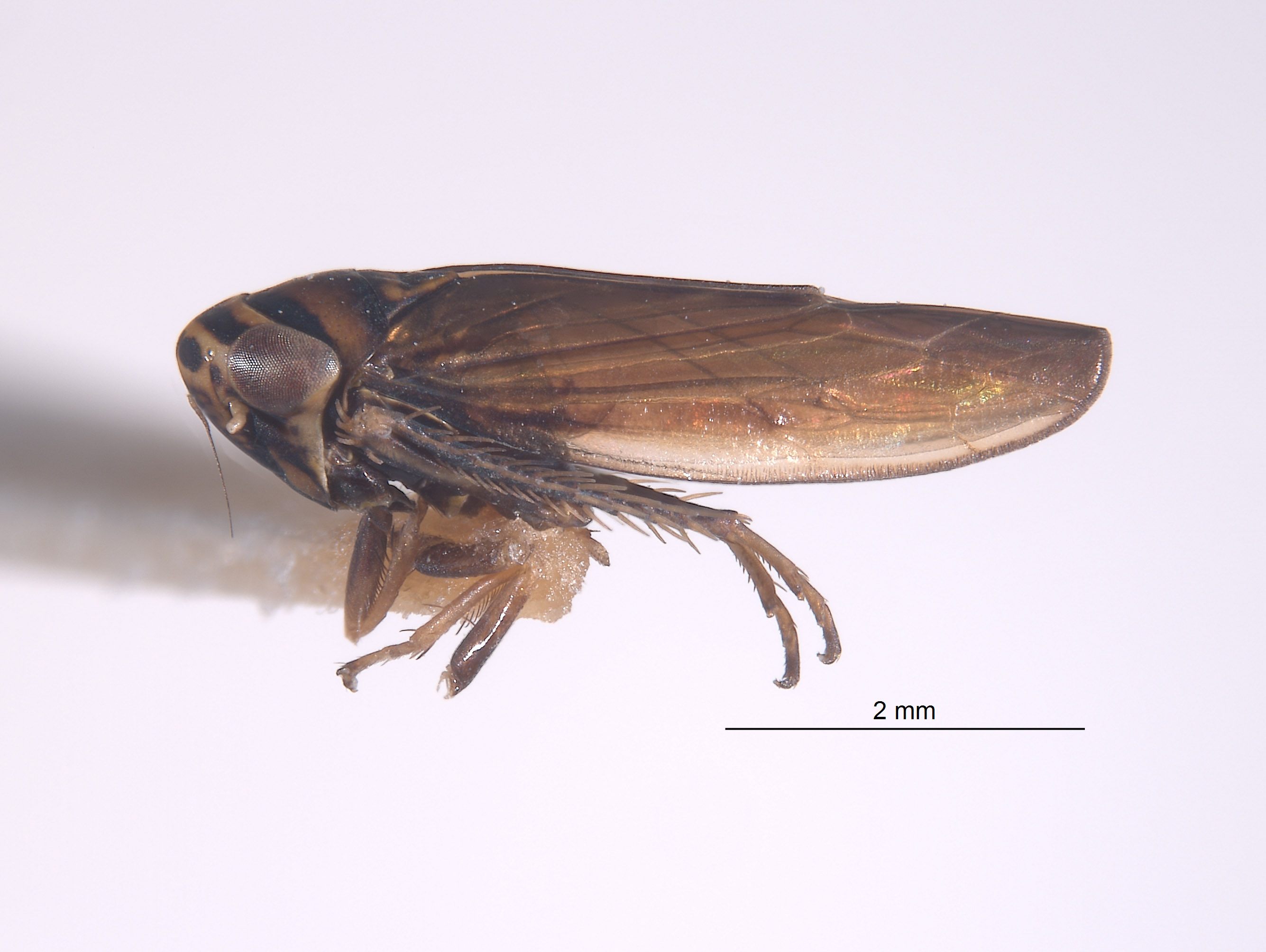 Colladonus convexus image