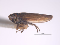 Colladonus convexus image