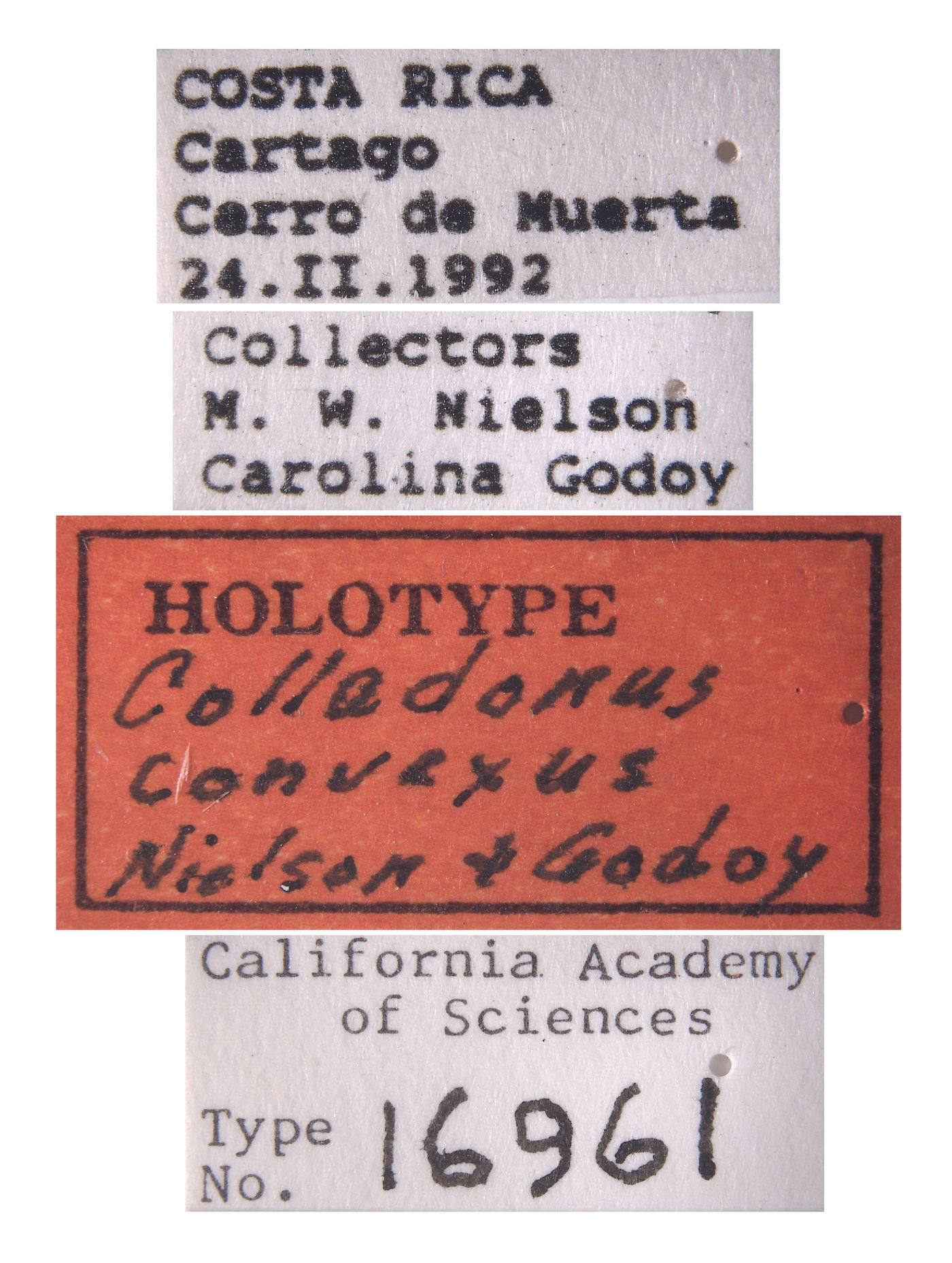 Colladonus convexus image