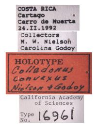 Colladonus convexus image