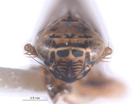 Colladonus costaricensis image