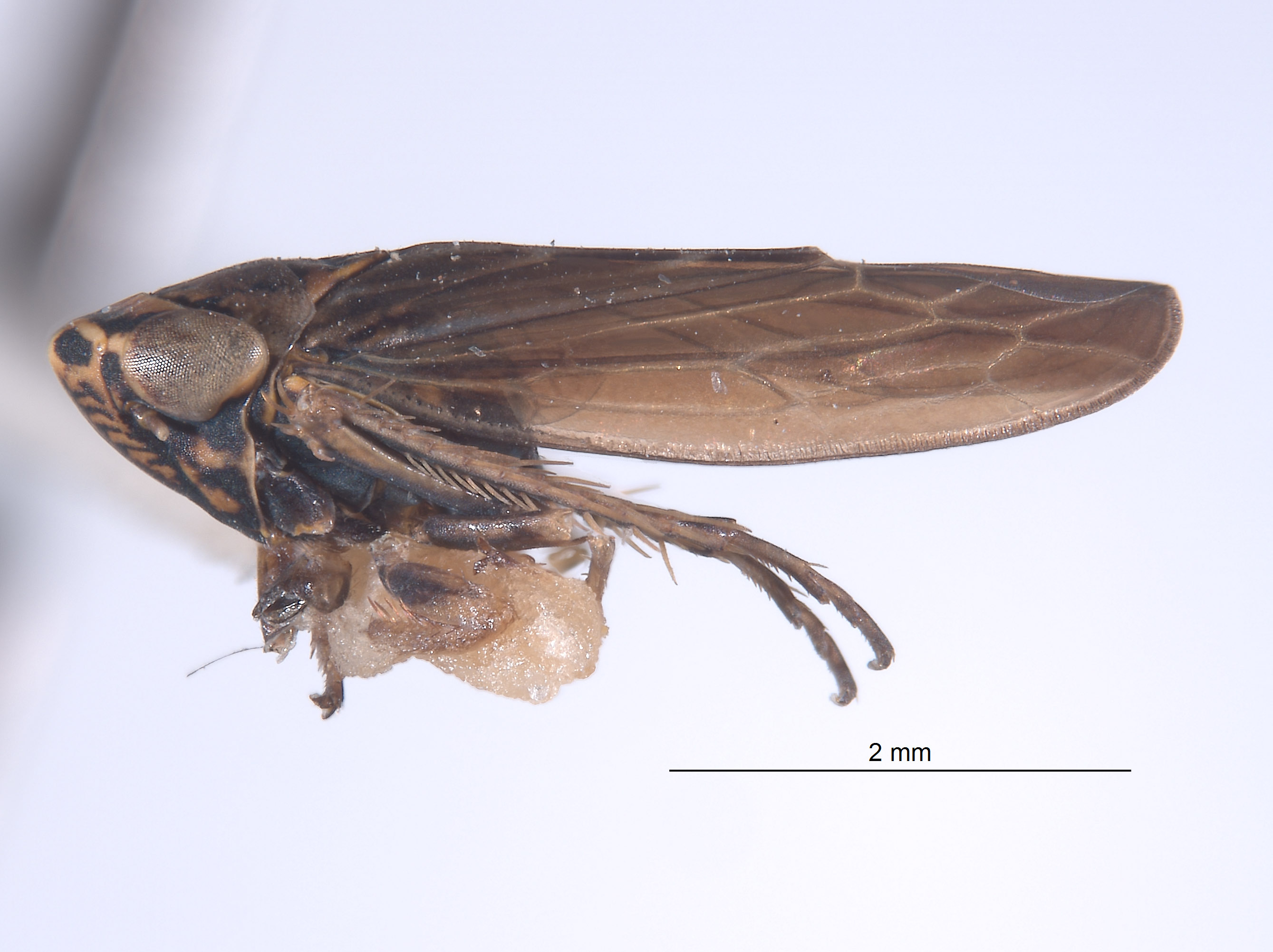 Colladonus costaricensis image