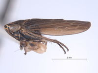 Colladonus costaricensis image