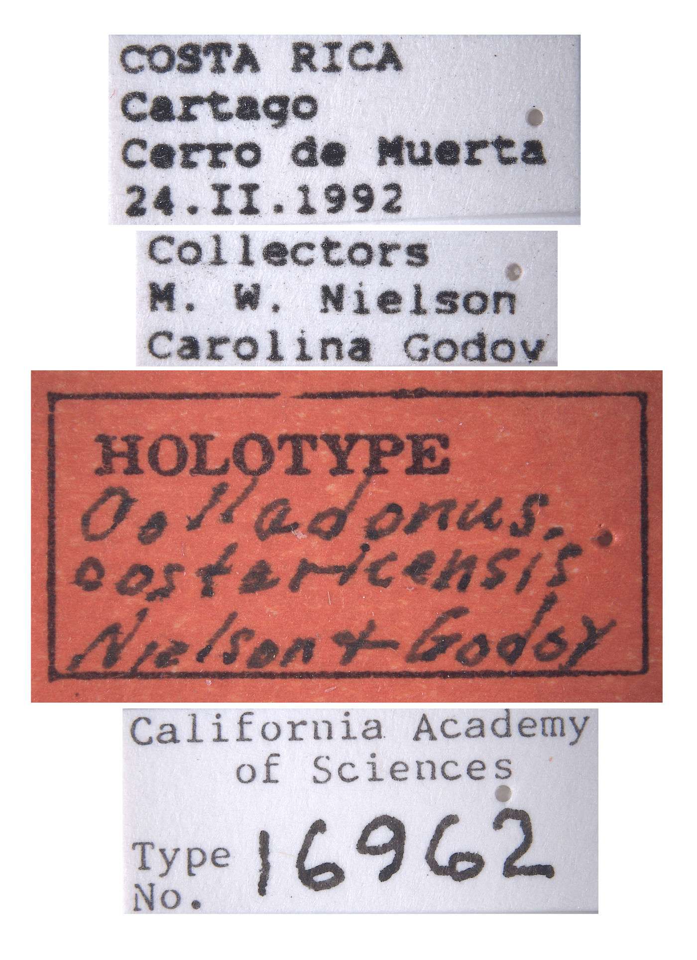 Colladonus costaricensis image