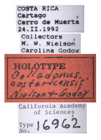 Colladonus costaricensis image