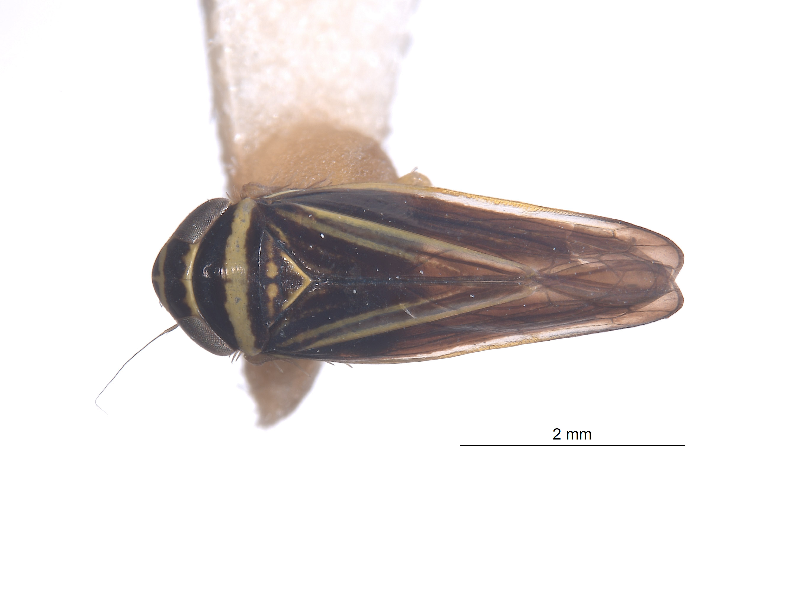 Colladonus decorus image