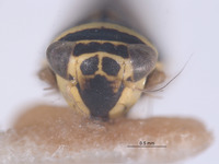 Colladonus decorus image