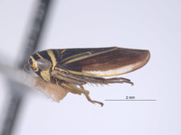 Colladonus decorus image