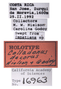 Colladonus decorus image