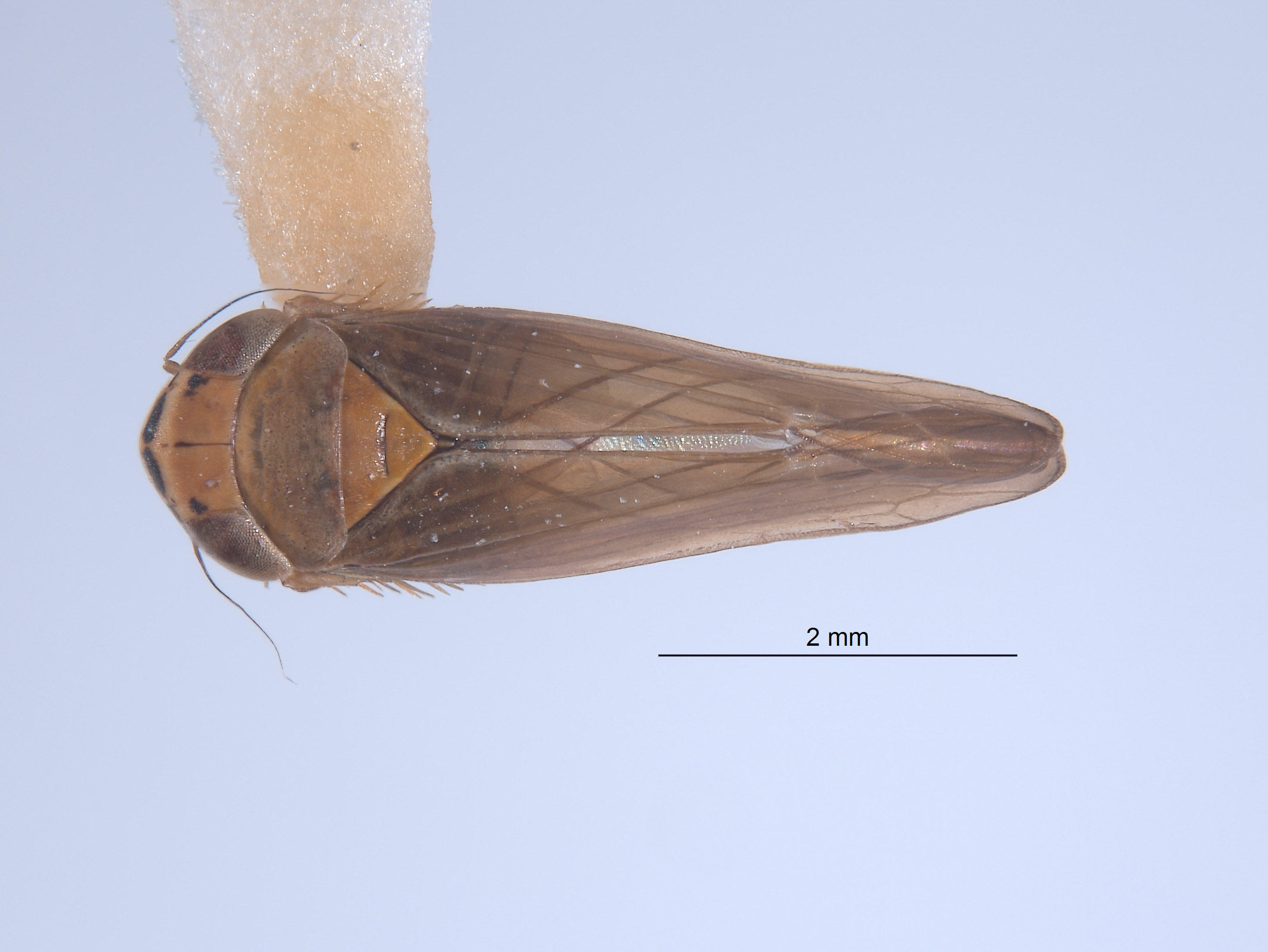 Colladonus intermedius image