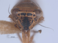 Colladonus intermedius image