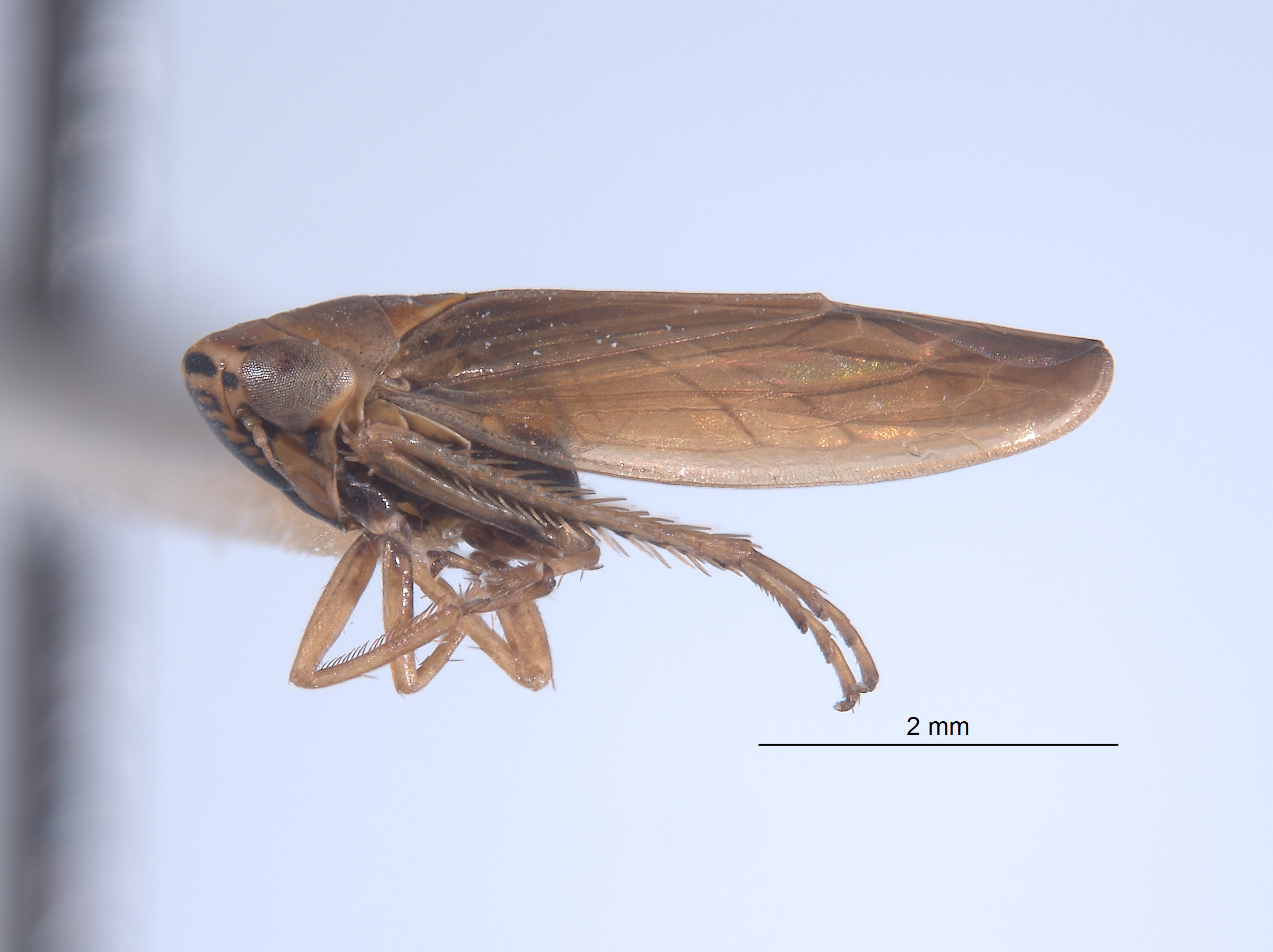 Colladonus intermedius image