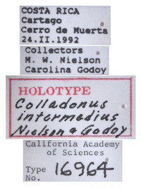 Colladonus intermedius image