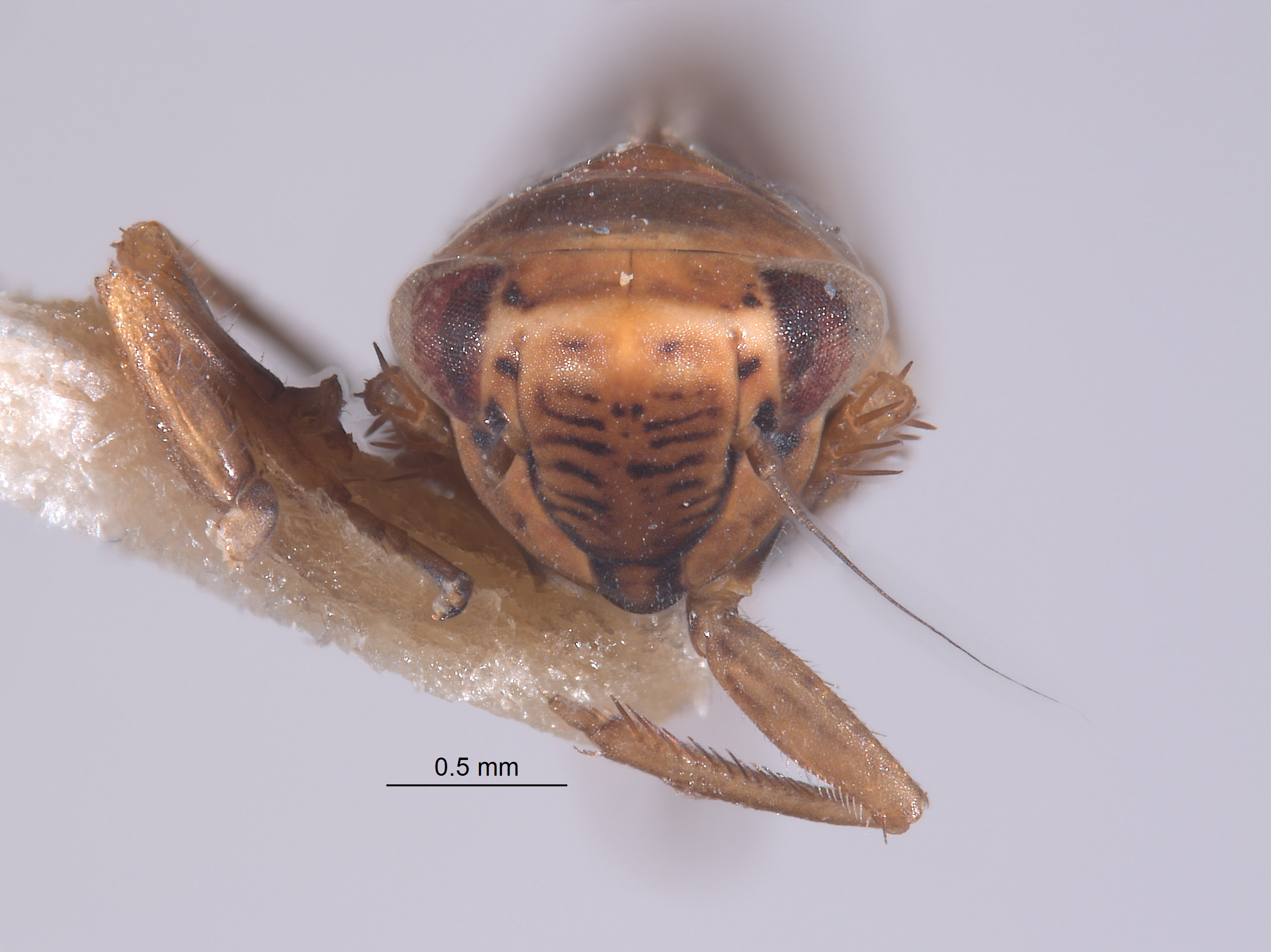 Colladonus productus image