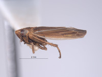 Colladonus productus image