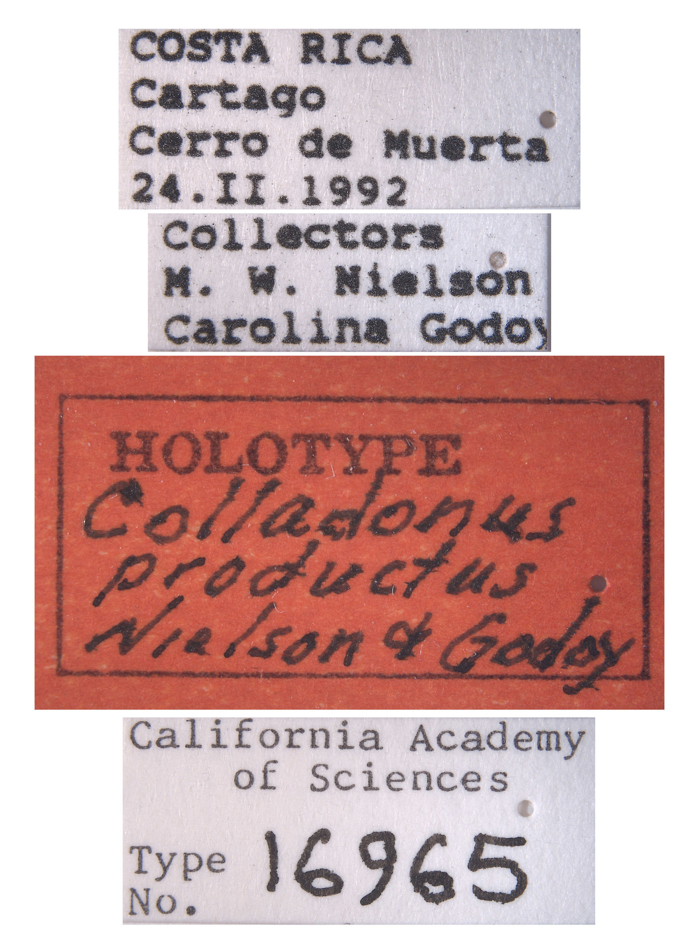 Colladonus productus image