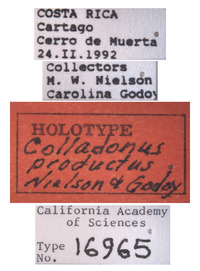 Colladonus productus image