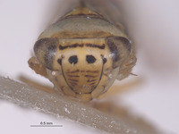 Colladonus singularius image