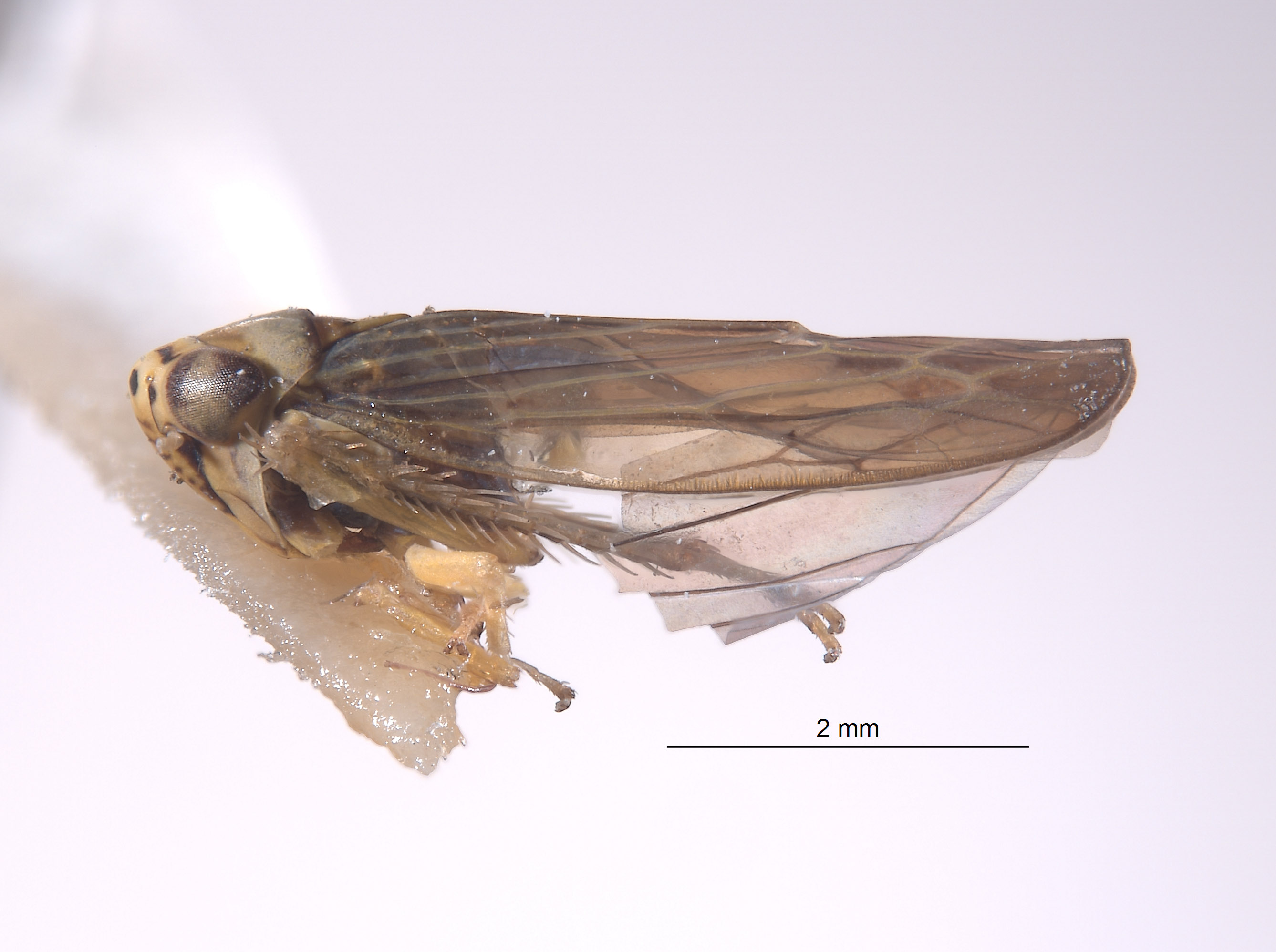 Colladonus singularius image