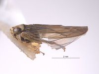 Colladonus singularius image