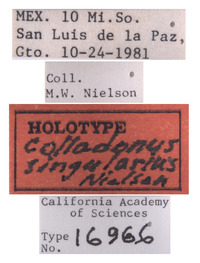 Colladonus singularius image