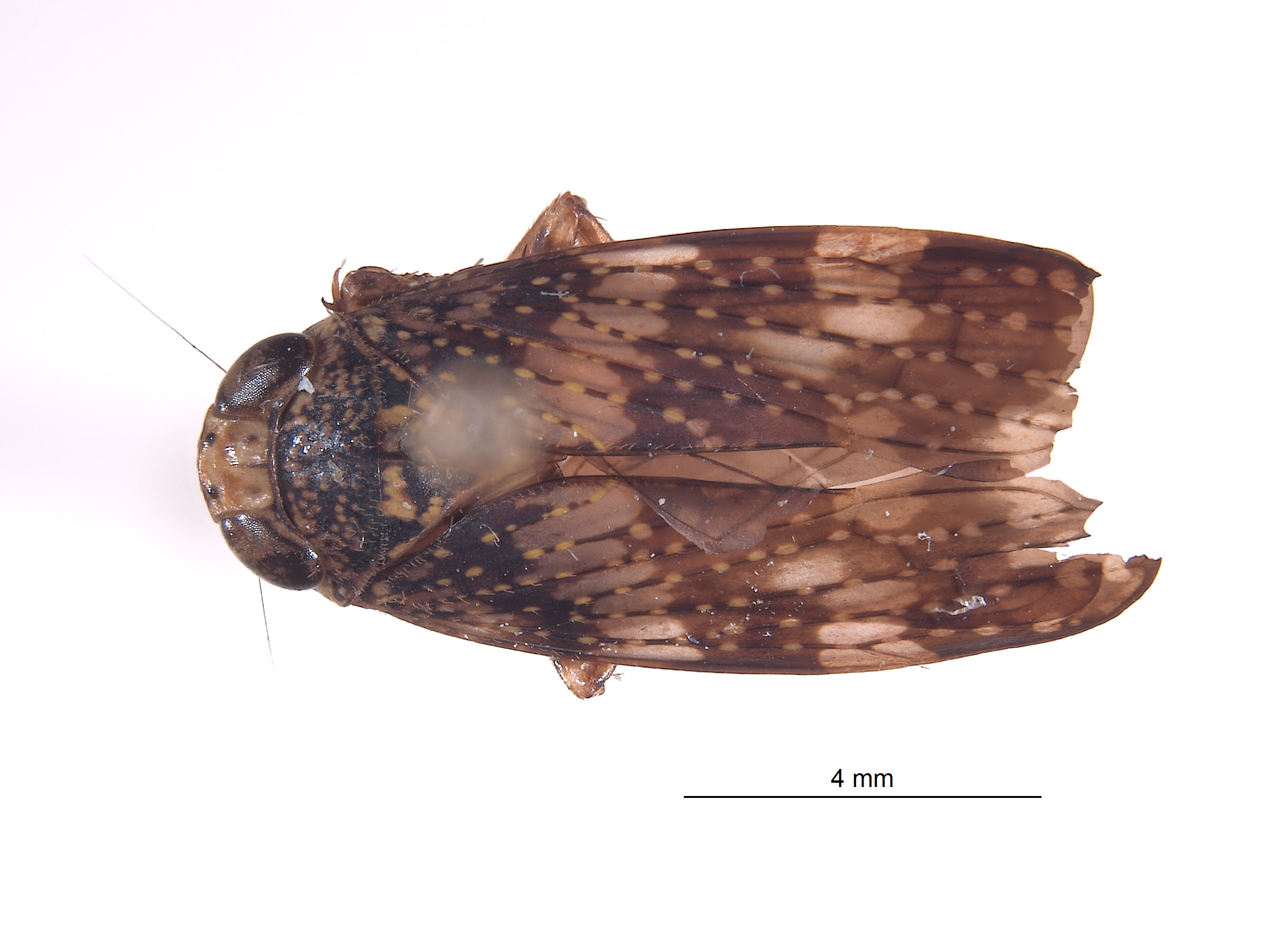 Stalolidia crista image