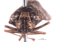 Stalolidia crista image