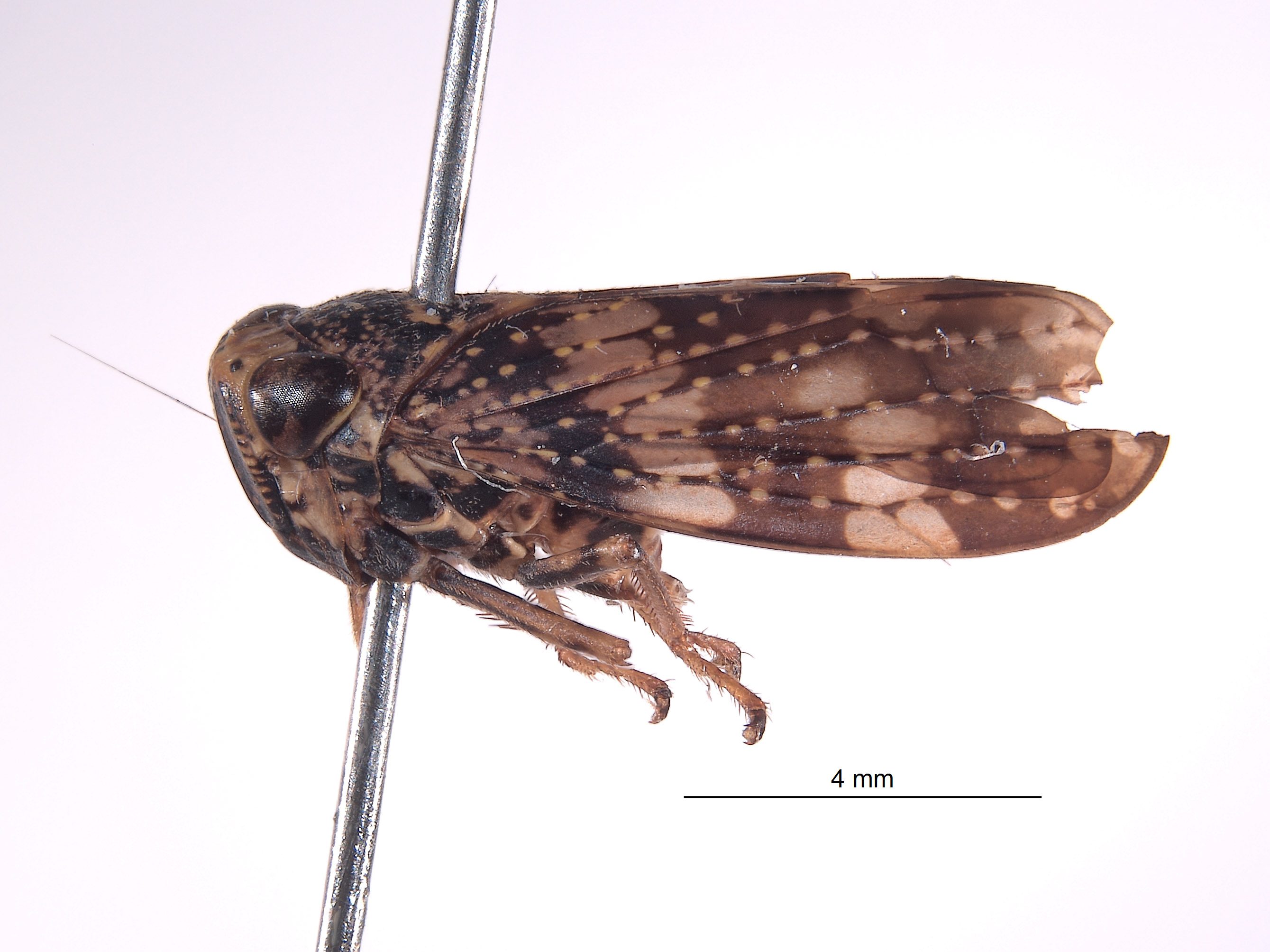 Stalolidia crista image