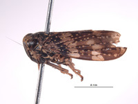 Stalolidia crista image