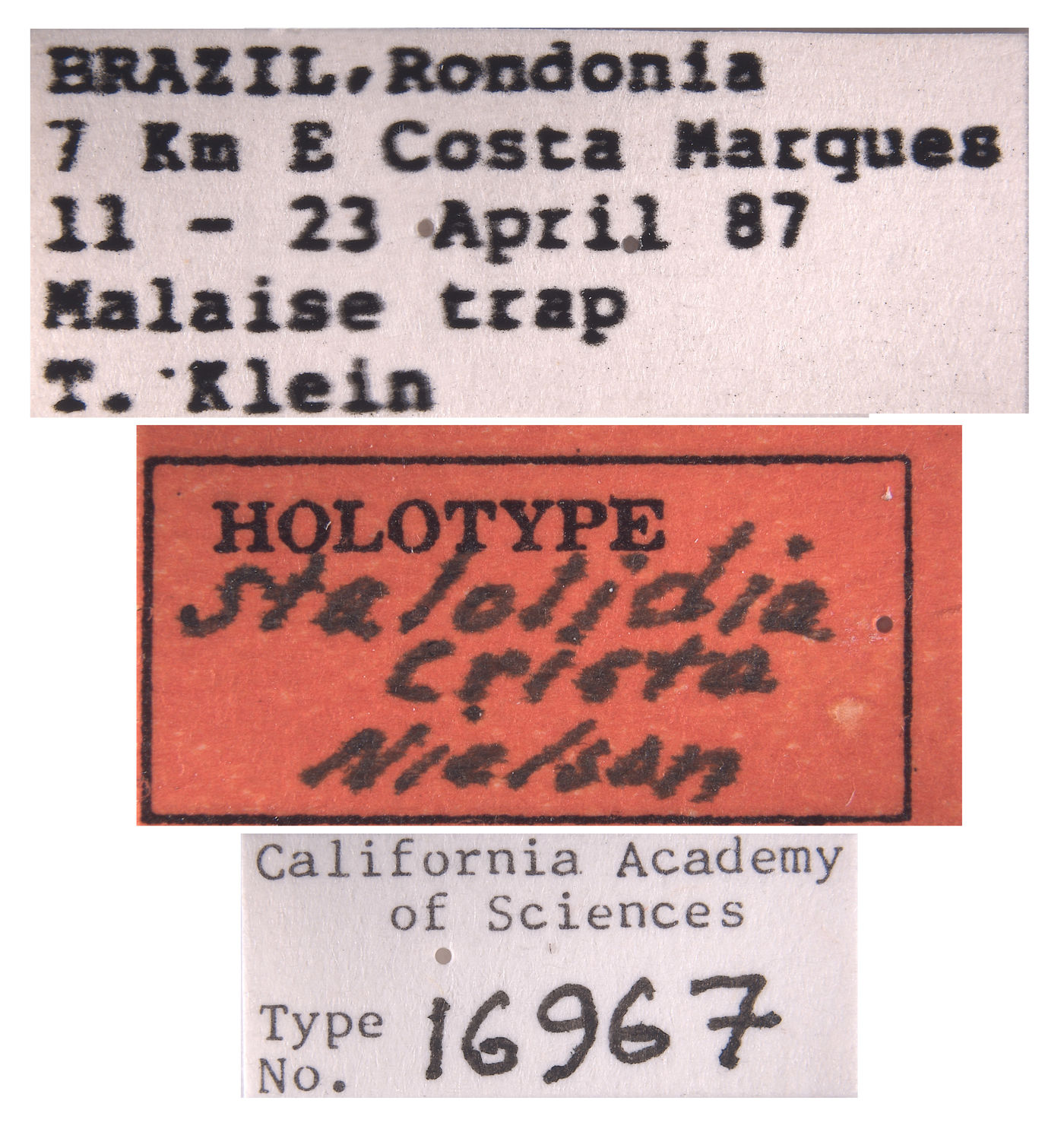 Stalolidia crista image