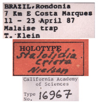 Stalolidia crista image