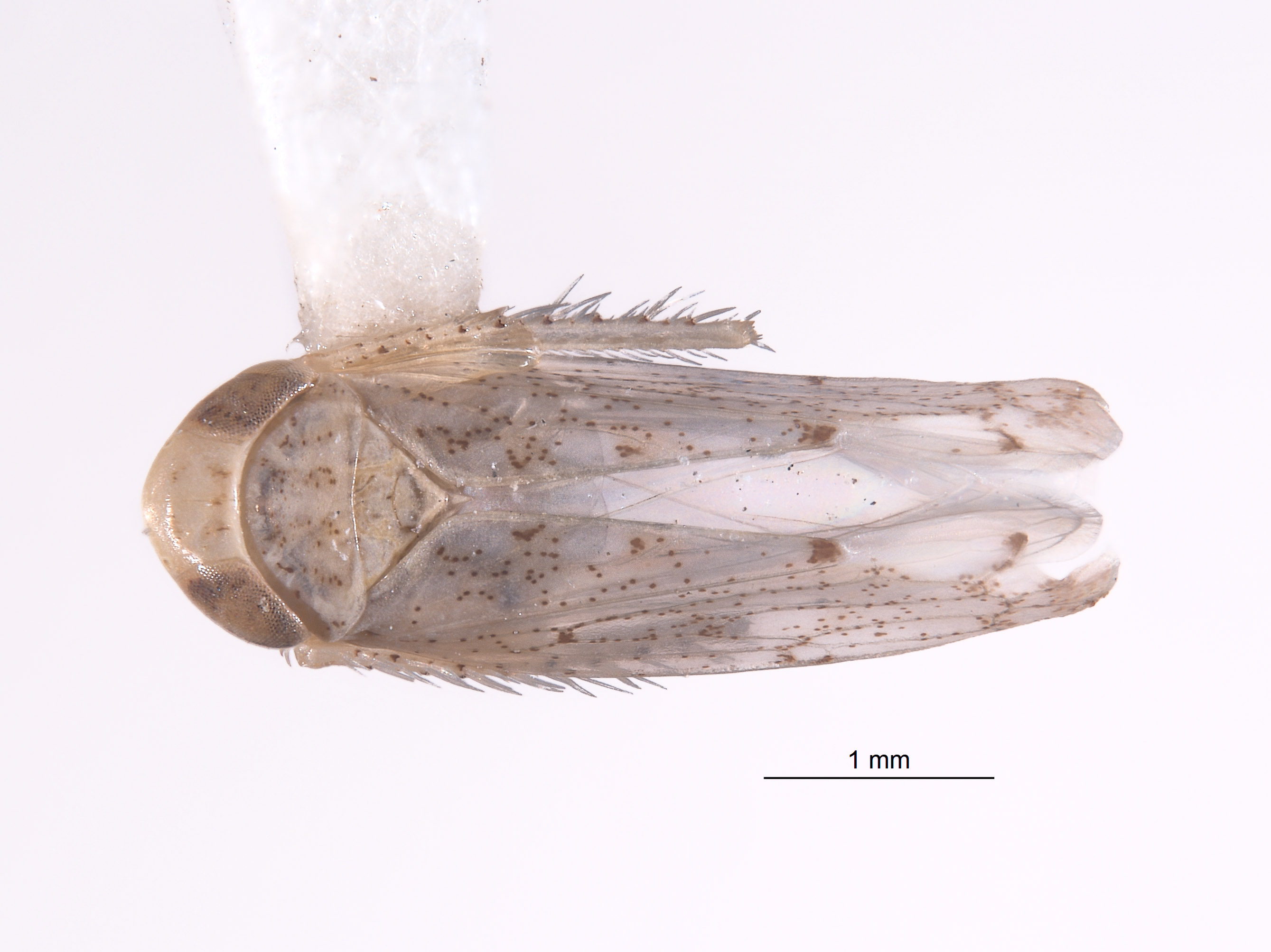 Aplanusiella californiensis image