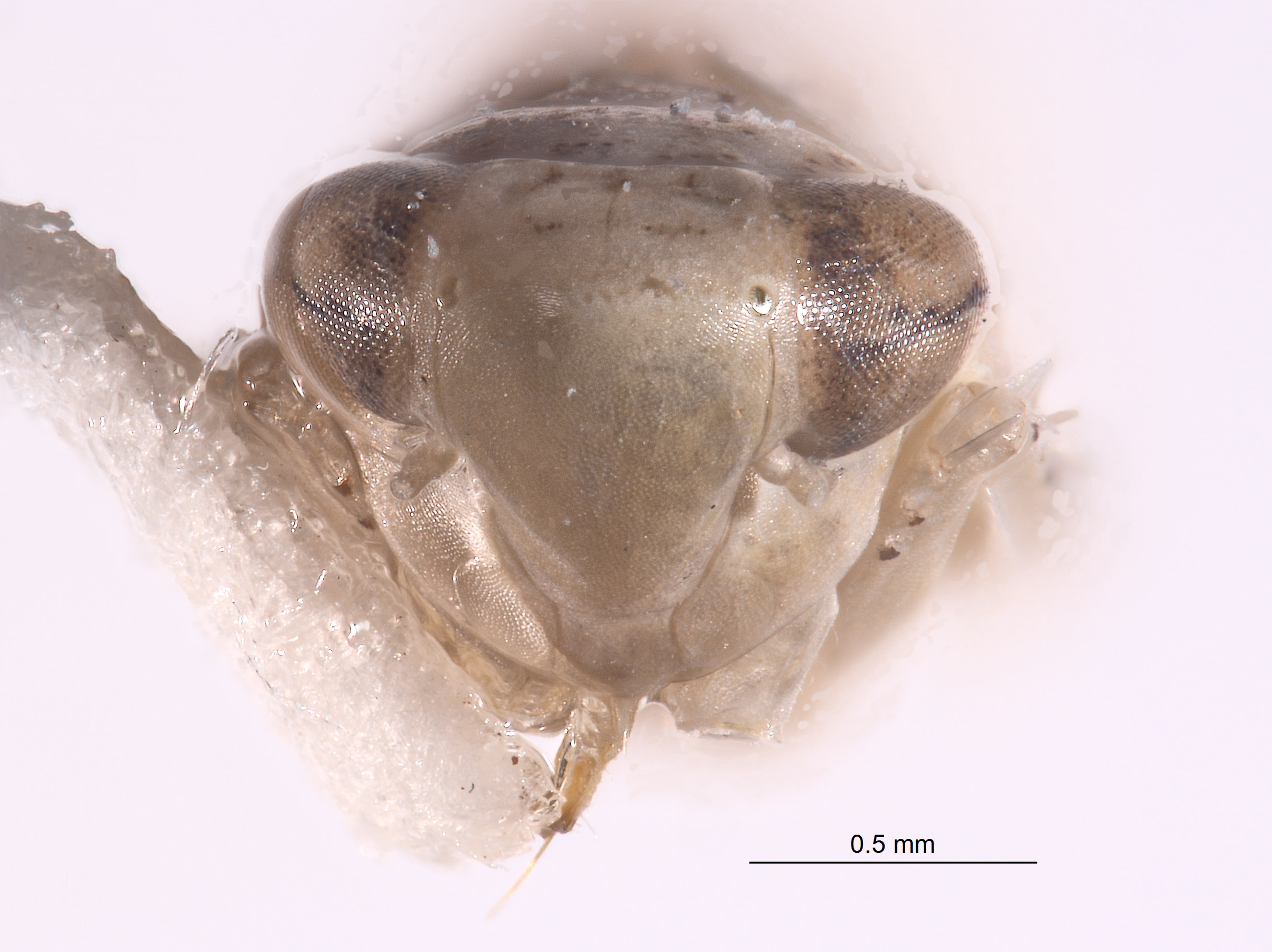 Aplanusiella image