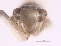 Aplanusiella californiensis image
