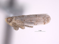 Aplanusiella californiensis image