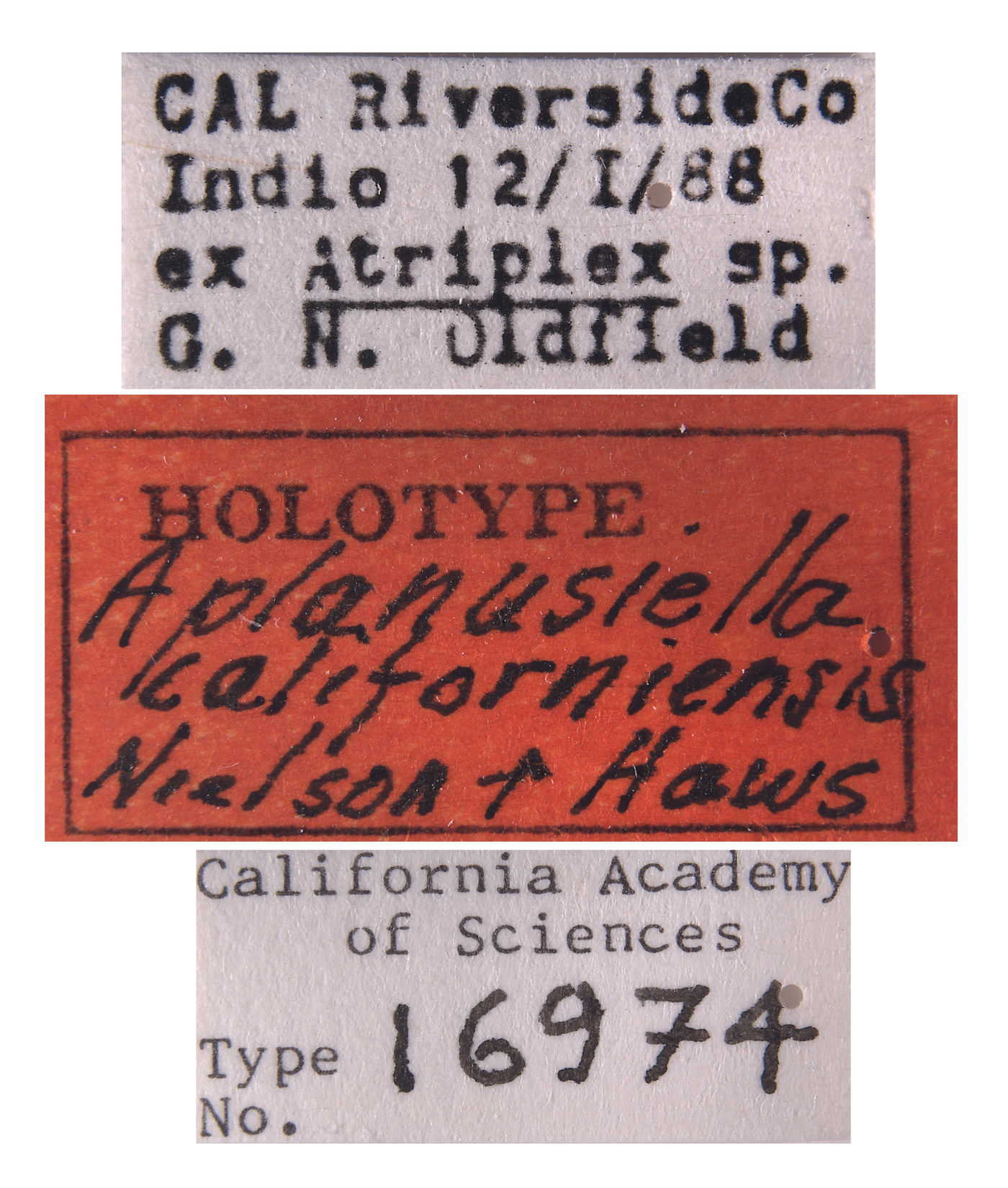 Aplanusiella californiensis image