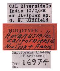 Aplanusiella californiensis image